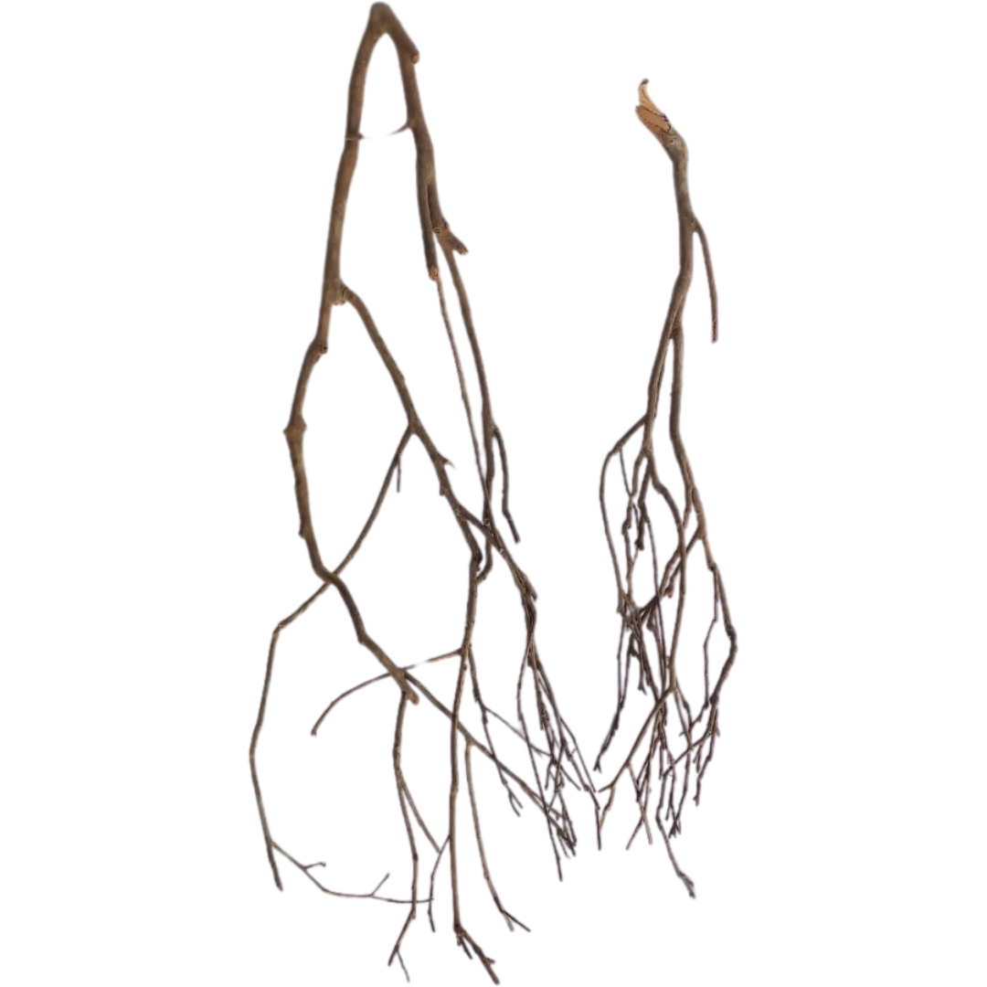 Talawawortel