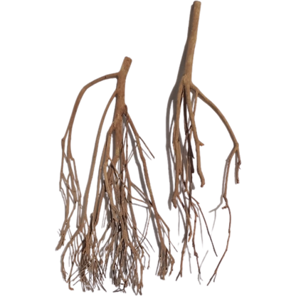 Talawawortel