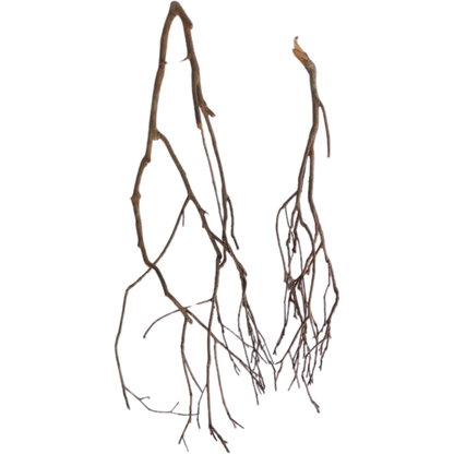 Talawawortel